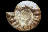 Jurassic Ammonite Fossil - Madagascar #77651-1